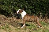 BULL TERRIER MINIATURE 314